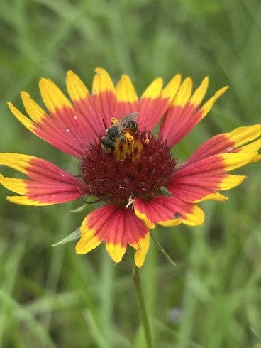 A native bee pollinates a blanketflower.